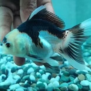 

Stiker koki panda tancho tricolour grade A ukuran XL