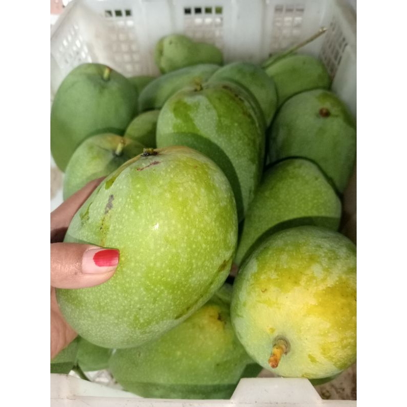

Mangga Madu suluhan