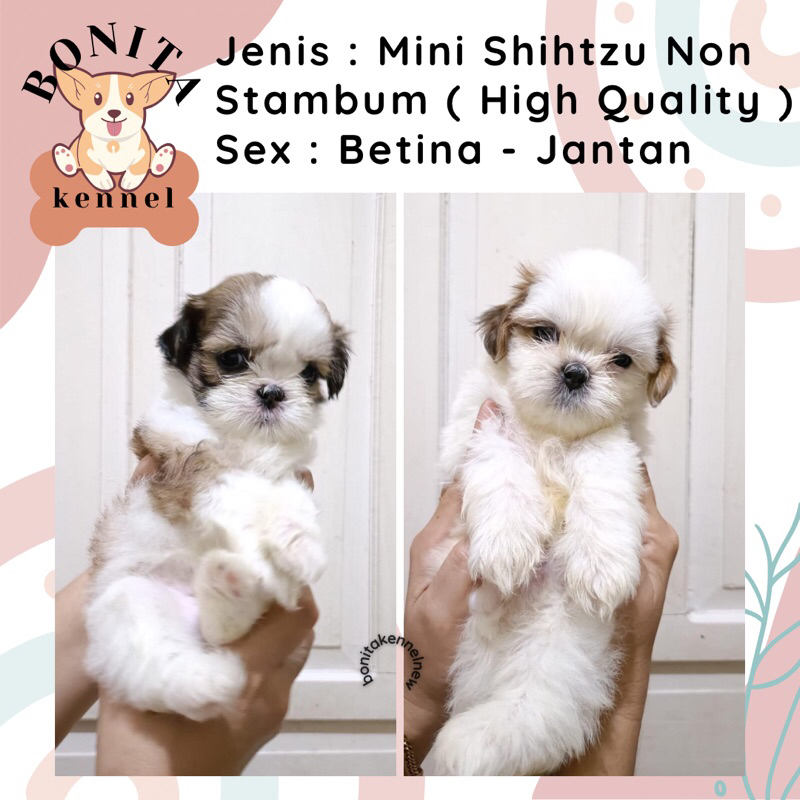 Mini Shihtzu Non Stambum Anakan Anjing Shihtzu Shitsu Betina Jantan