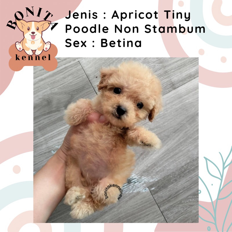 White Fawn Toy Tiny Tea Cup Poodle Non Stambum Jantan Betina Anak Anjing Poodle Parti Red