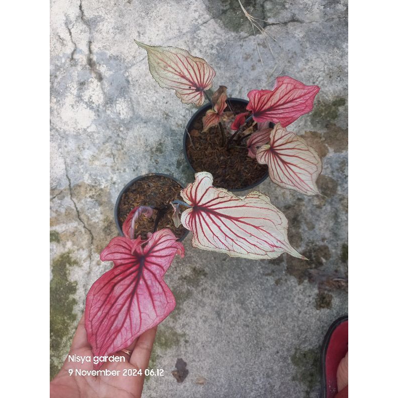 tanaman caladium supernofa, hybrid Aa series