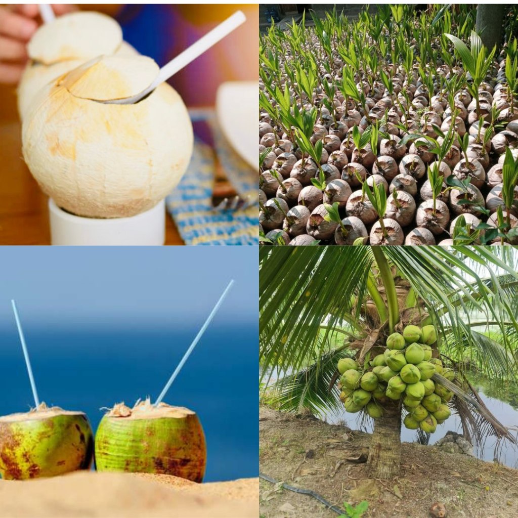isi 5Kelapa Ijo Wulung, Kelapa Ijo  Merah, Pohon Kelapa Genjah