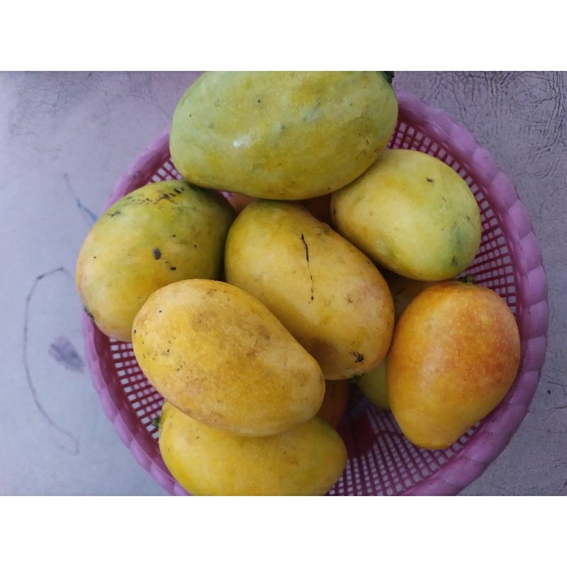

Mangga Podang 1 kg