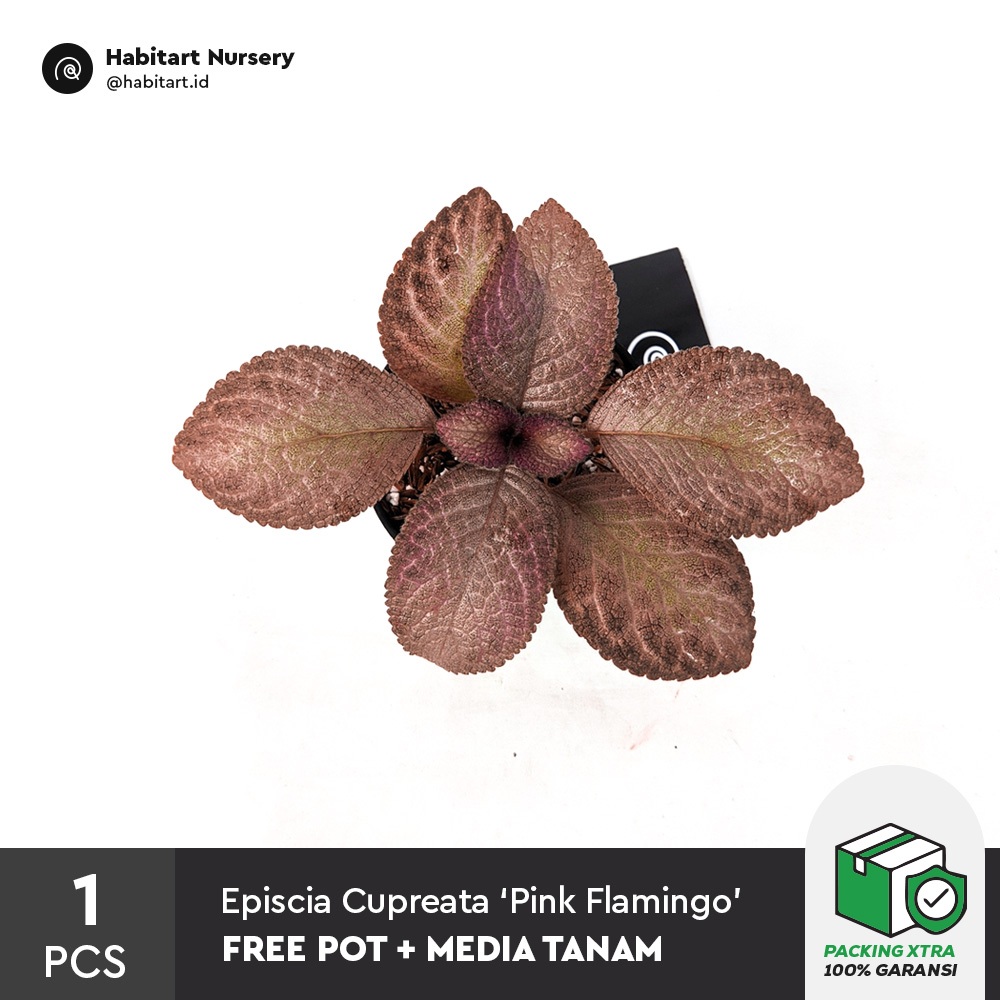 Habitart - Episcia Cupreata 'Pink Flamingo' Tanaman Hias Gantung / Dekorasi Taman