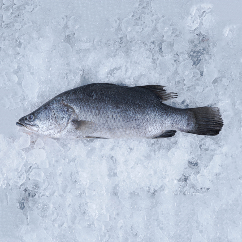 

Ikan Kakap Putih Barramundi Bersih Tidak Bau Tanah