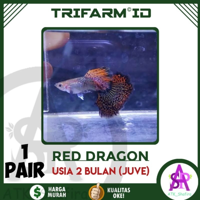 

TRIFARM Sticker Guppy Red Dragon