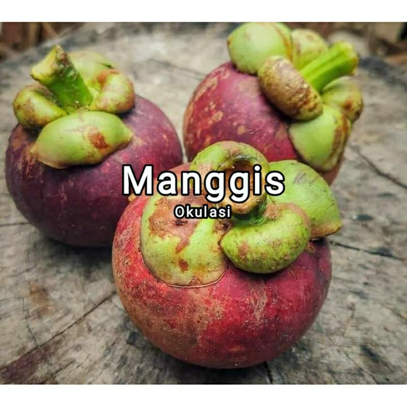 Bibit manggis super