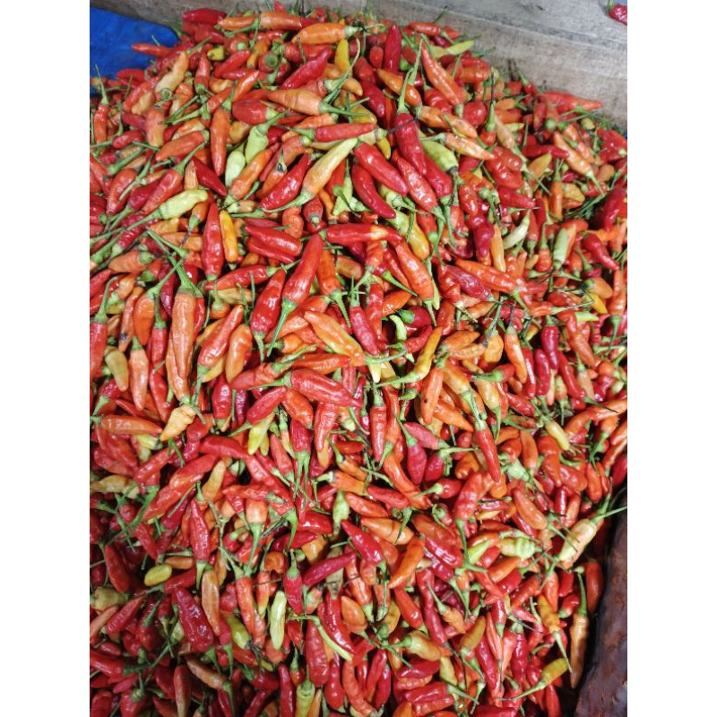 

cabe rawit merah super fresh