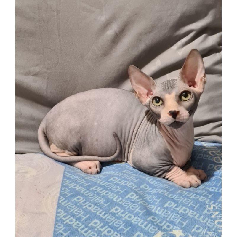 Kucing bambino
