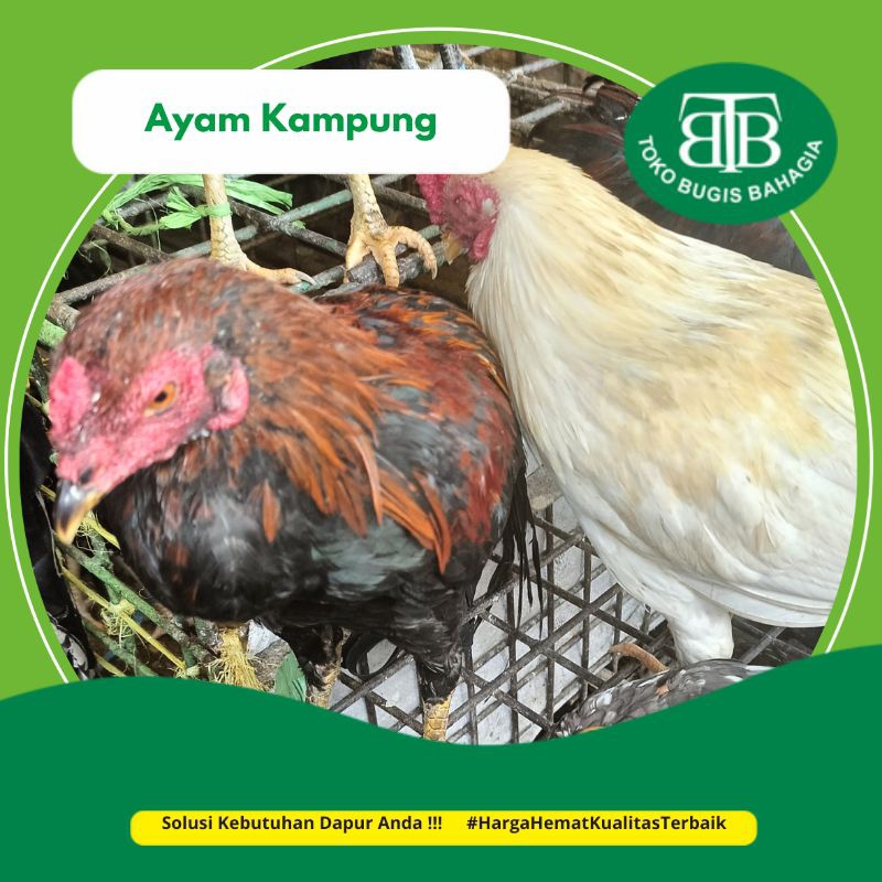 

Ayam Kampung Pasar online Murah Makassar