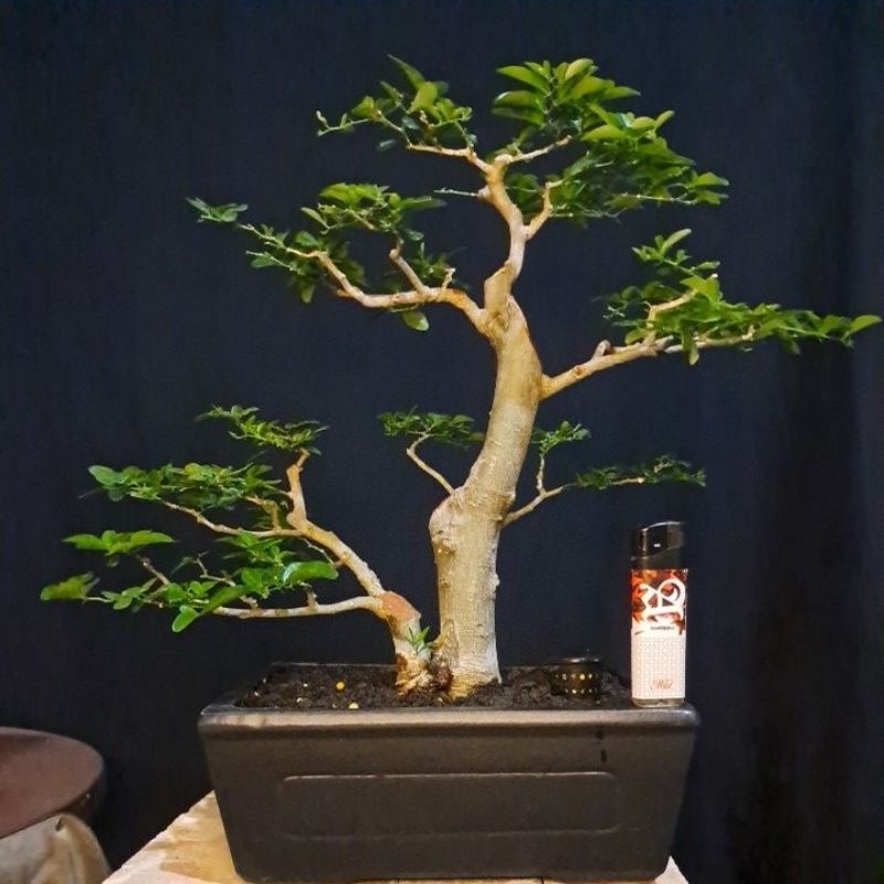 bonsai jeruk kingkit