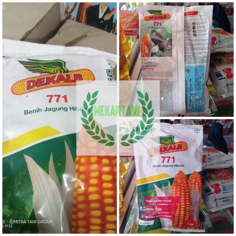 benih jagung hibrida dekalb771 kemasan 1kg / benih jagunh dk771 1kg