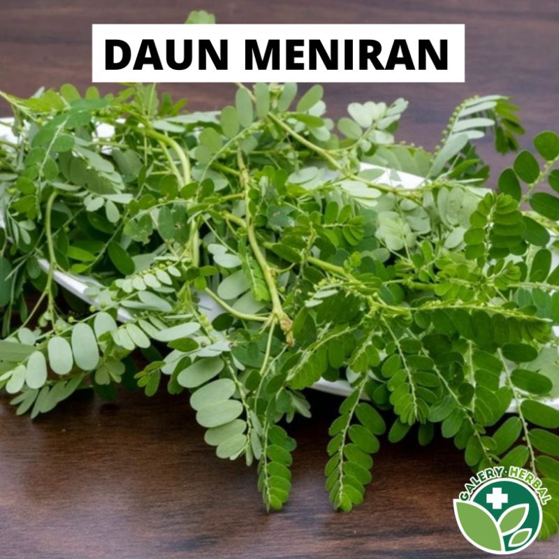 

Daun Meniran Segar 250gr Herbal Ampuh Untuk Berbagai Macam Penyak*t