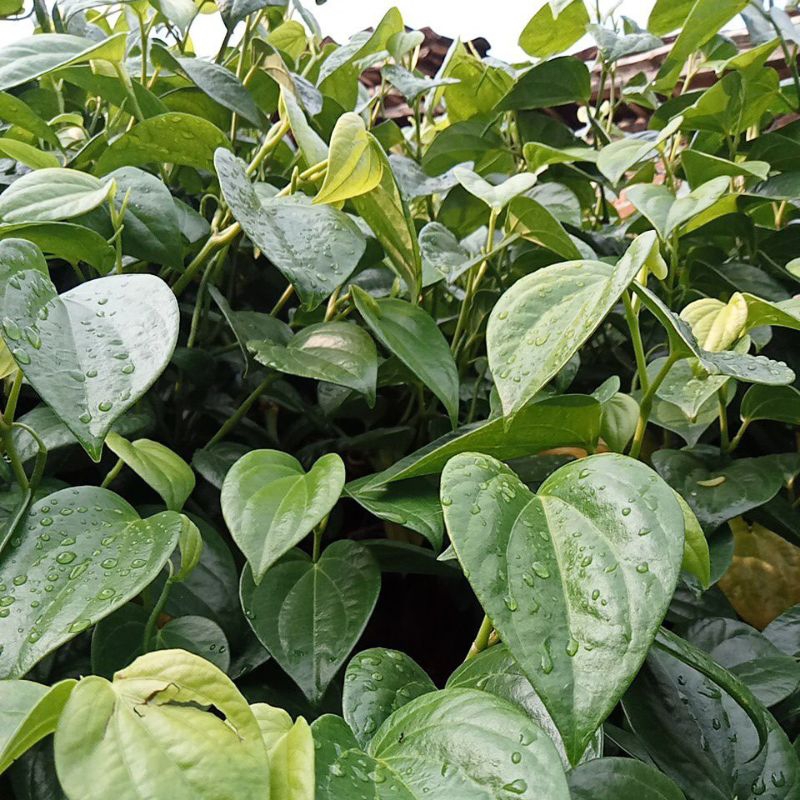 

* Daun Sirih Fresh *