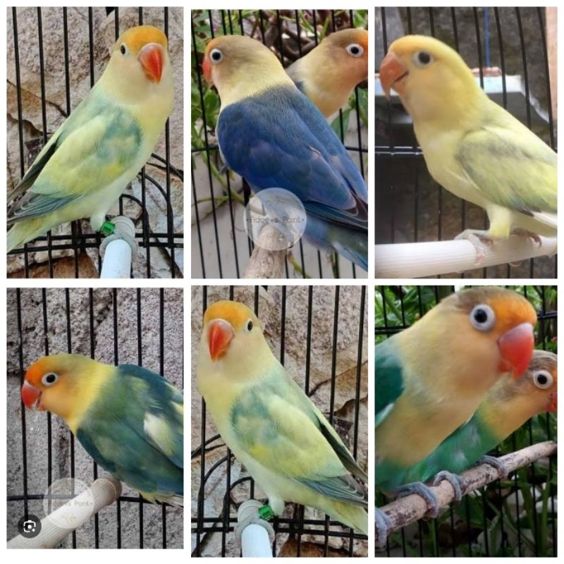Burung lovebird love bird PB park blue banyak pilihan termurah