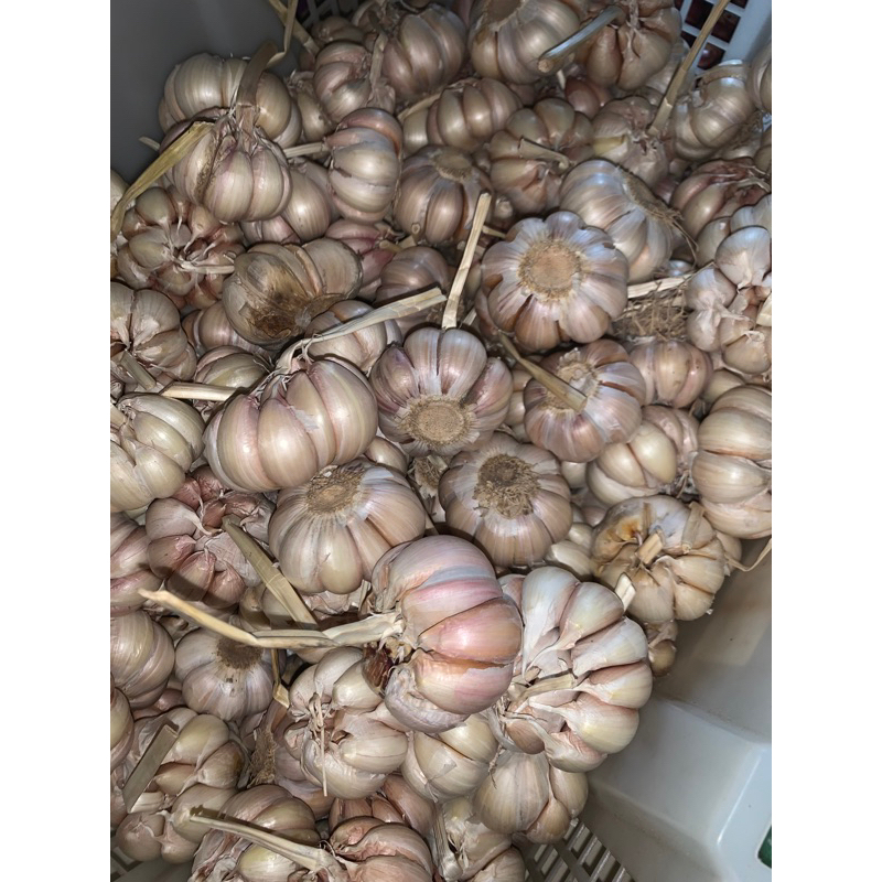 

BAWANG PUTIH 1kg