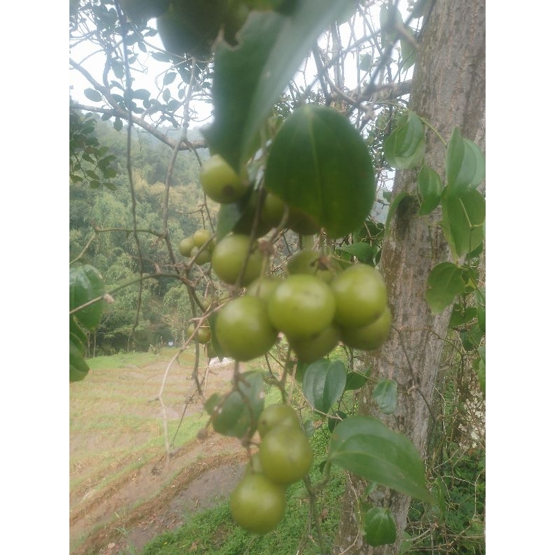 

buwah canar segar anggur hutan.bahan manisan per.1.kg
