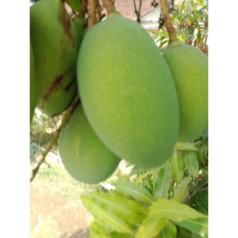 

Mangga muda fresh 500 gram