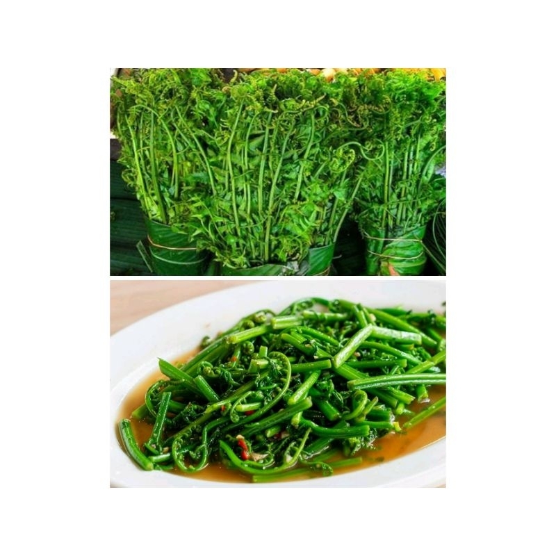 

pakis sayur asli alami 250gr