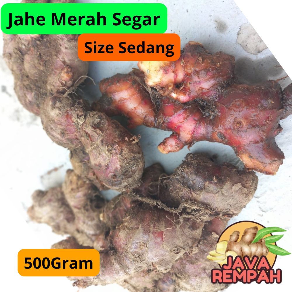 

Jahe merah segar 1/2kg size sedang ekonomis wedang jahe