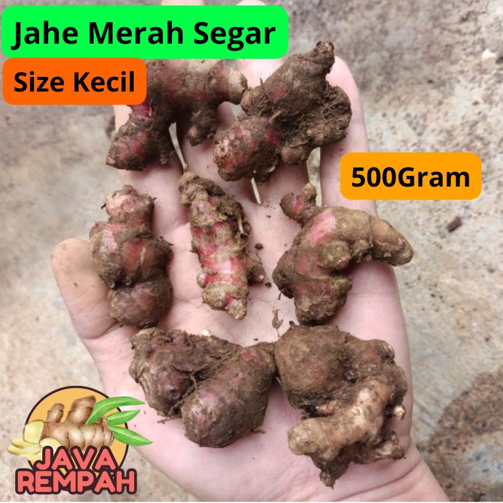 

Jahe merah segar 500gr size Kecil/Leles ekonomis