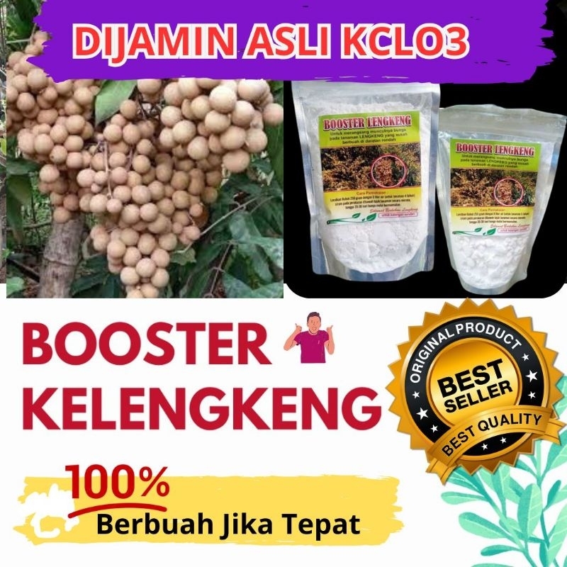 Boster Lengkeng, Booster Pupuk Kelengkeng, Pupuk Pembuahan Kelengkeng