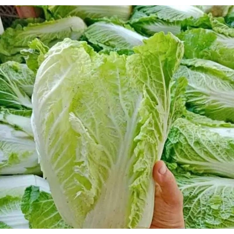 

sawi putih - sayur baru - sayur segar 500 gr