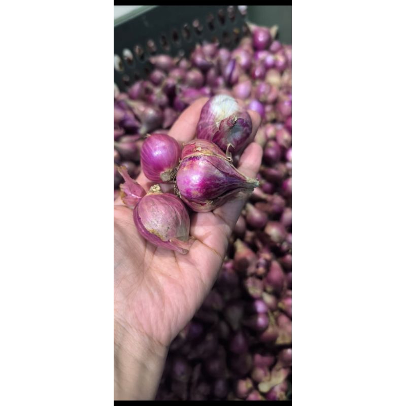 

bawang merah super - bawang merah brebes