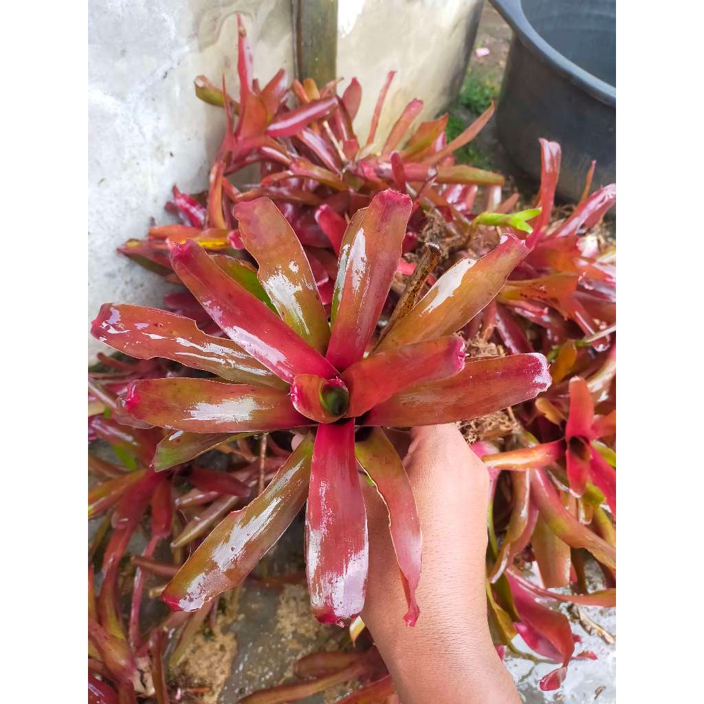 Bromelia merah mini