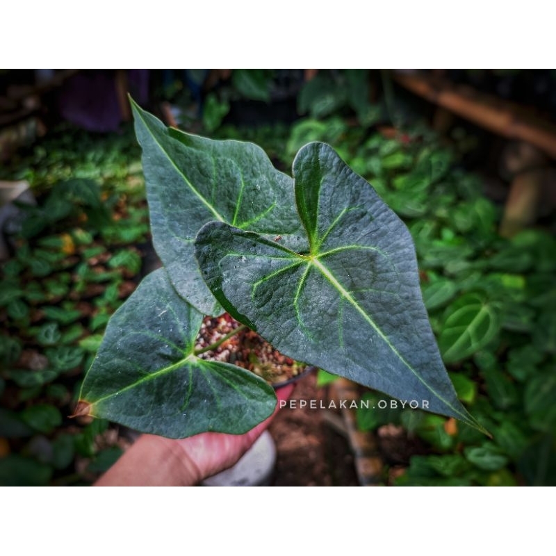 Anthurium king of Clarinervium X Anthurium Berriozabalense