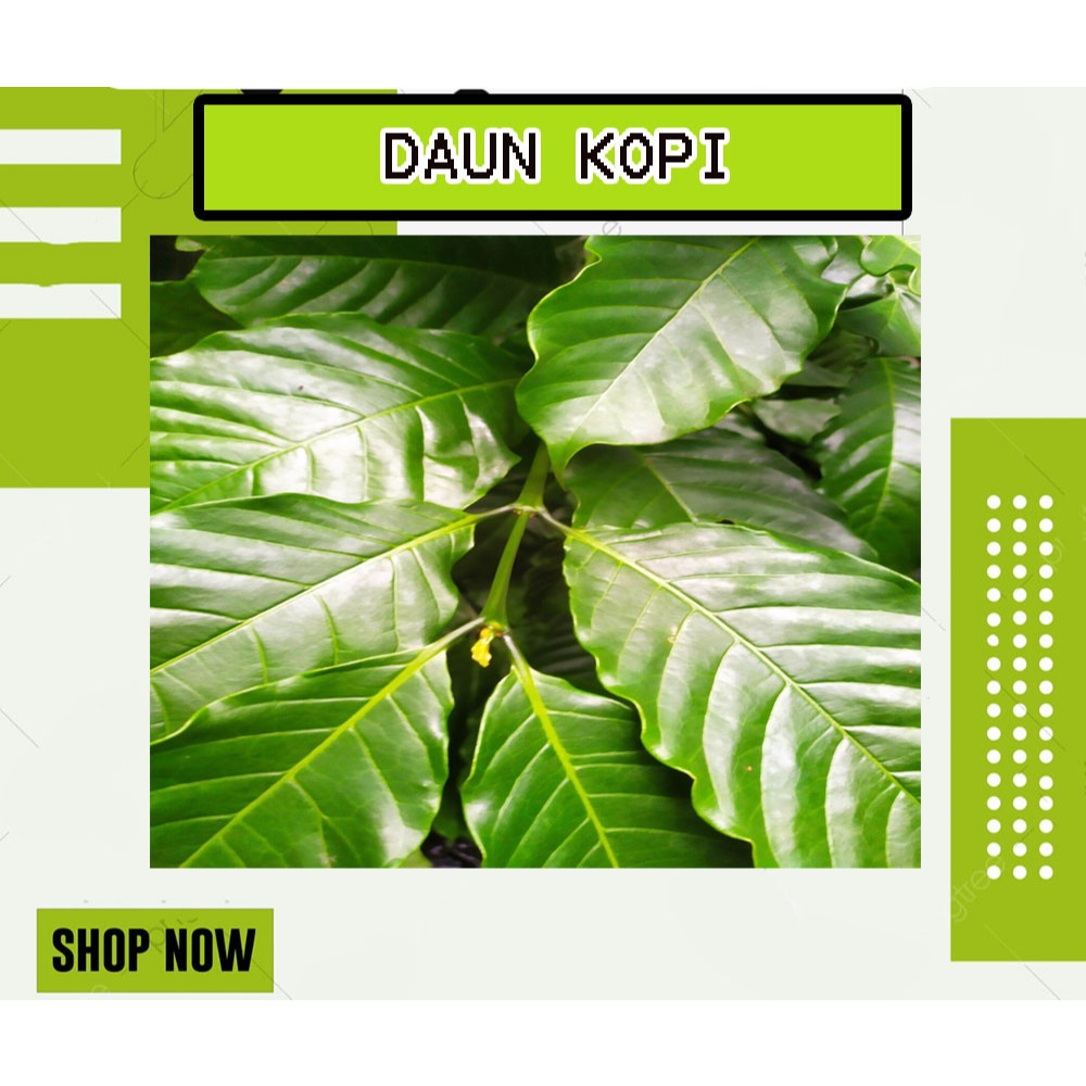 

DAUN KOPI SEGAR FRESH BASAH 500 GRAM TERMURAH DAN BERKUALITAS ANTI OKSIDAN