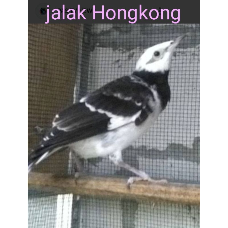 jalak Hongkong rawatan sudah bunyi