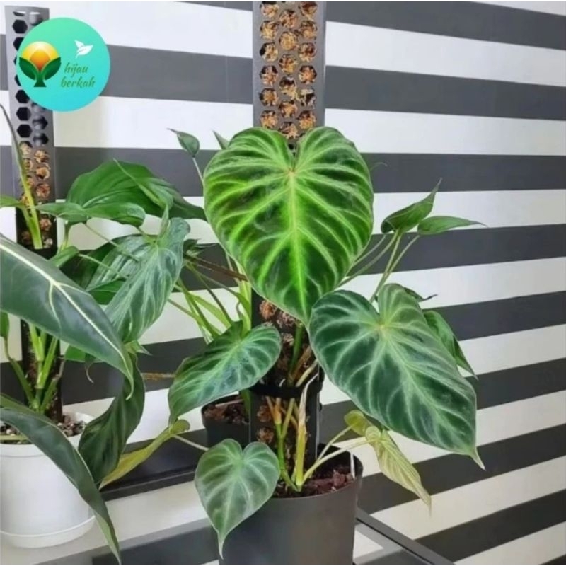 philodendron verucosum tanaman hias