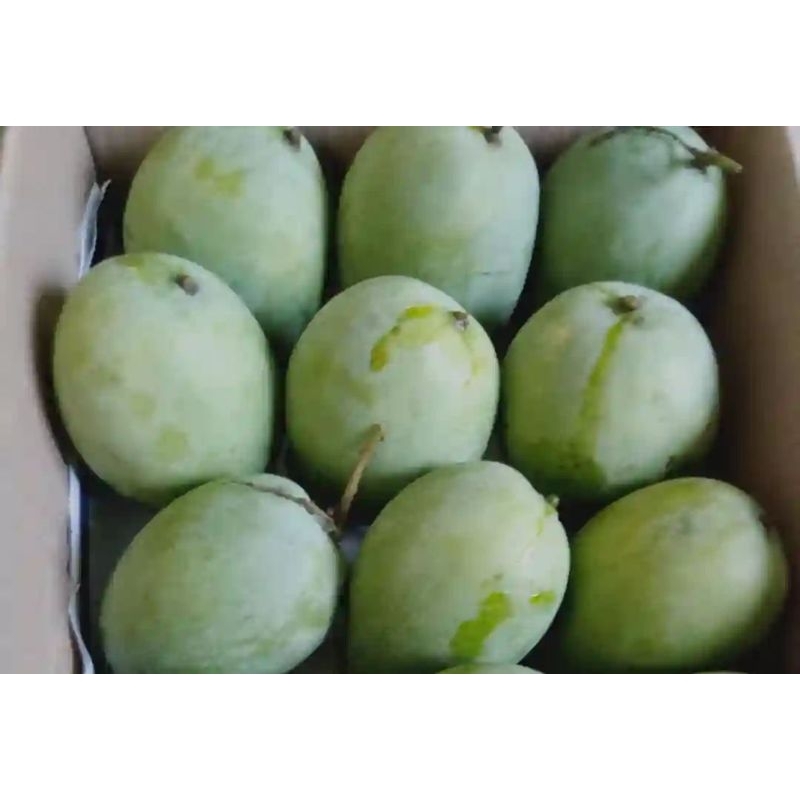 

Mangga Indramayu 1kg