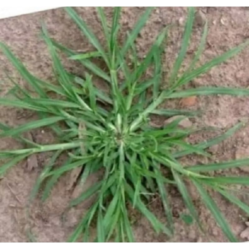 

Rumput belulang/herbal perbiji#herbal