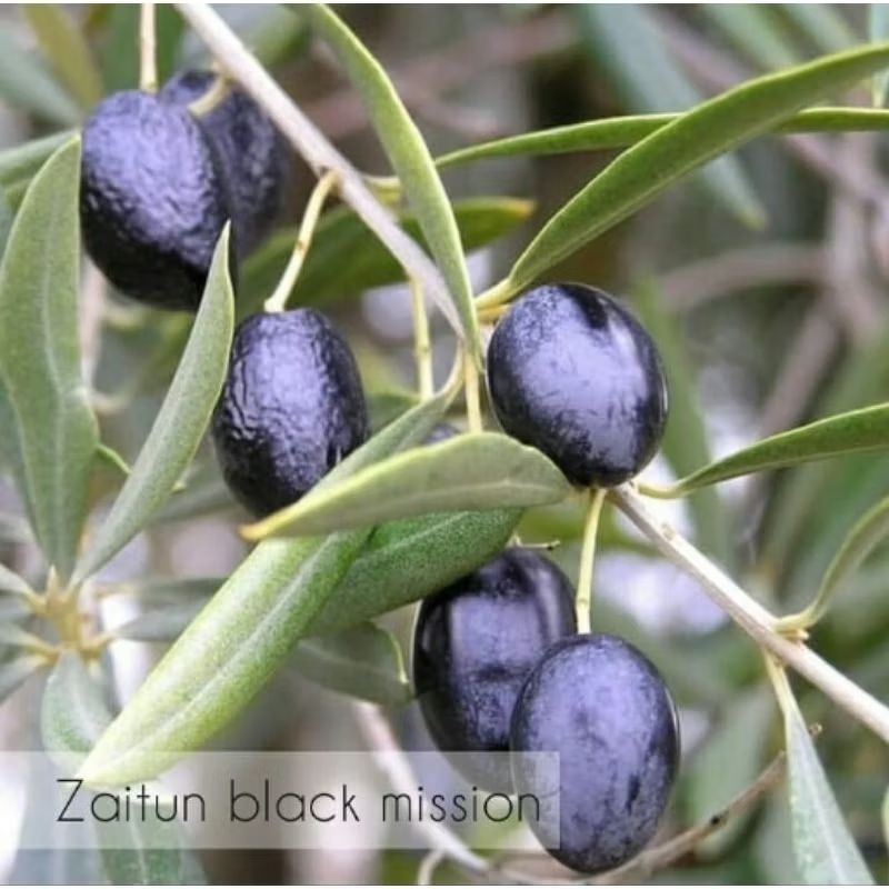 bibit zaitun black mission / Bibit Buah Zaitun Bakal Berbuah / bibit Zaitun unggul / tanaman zaitun 