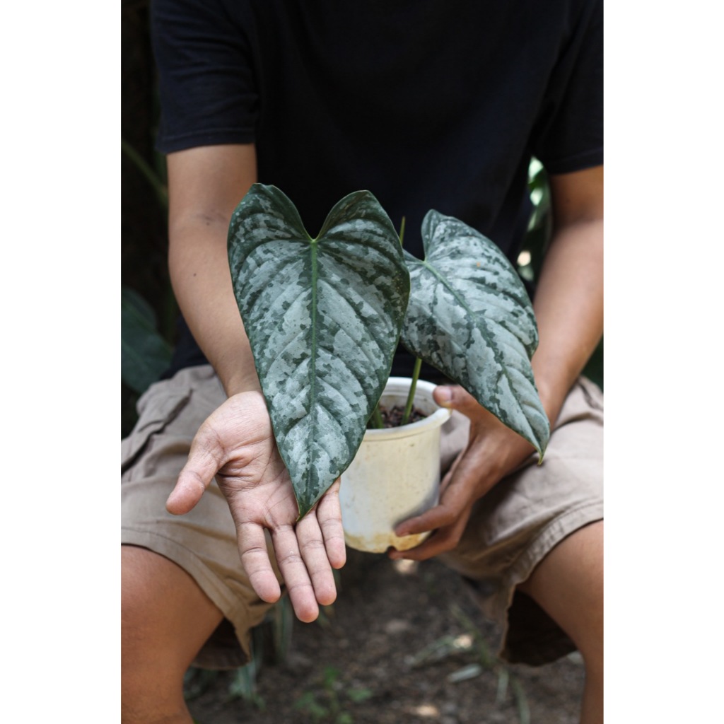 Philodendron Brandtianum Tanaman Hias Fest Garden