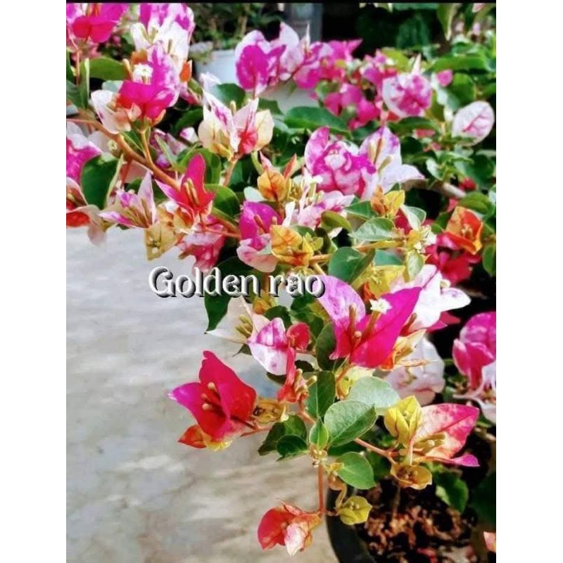 Bougenville Golden Rao import ori/sambungan