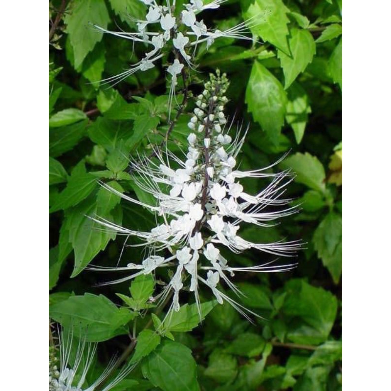 

daun kumis kucing herbal presh langsung petik murah