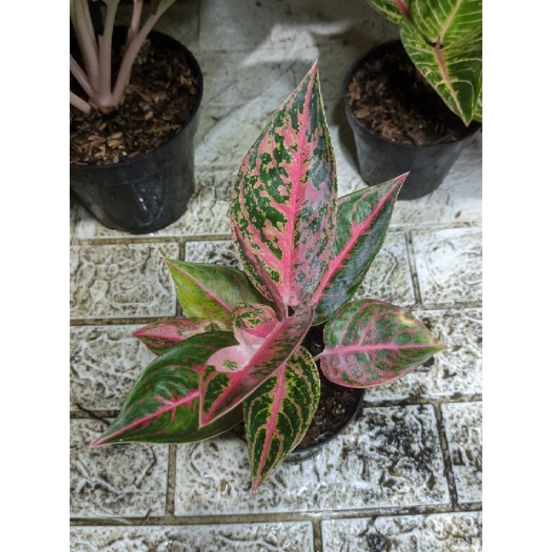 AGLAONEMA REANITA PELGOL