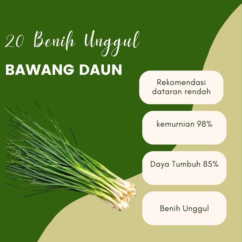 Bawang Daun 20 biji Benih unggul Daun Bawang