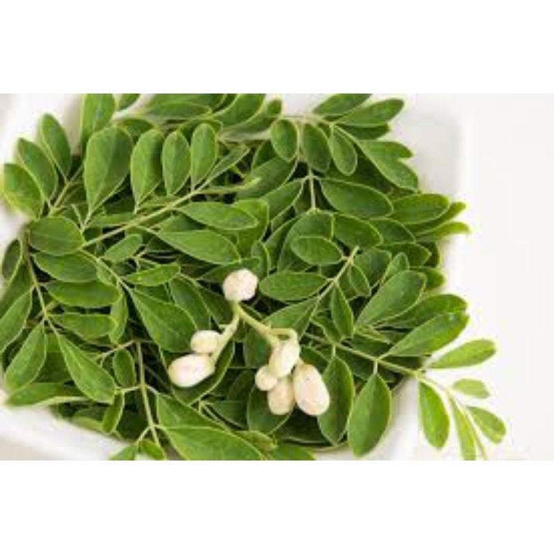 

Daun Kelor segar 250gr