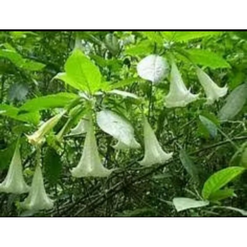 

Daun kucubung segar per lembar