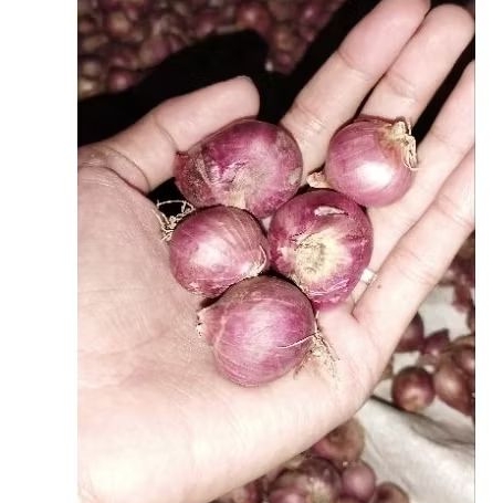 

BAWANG MERAH LOKAL BREBES 1KG (BUKAN BRAMBANG KARET)