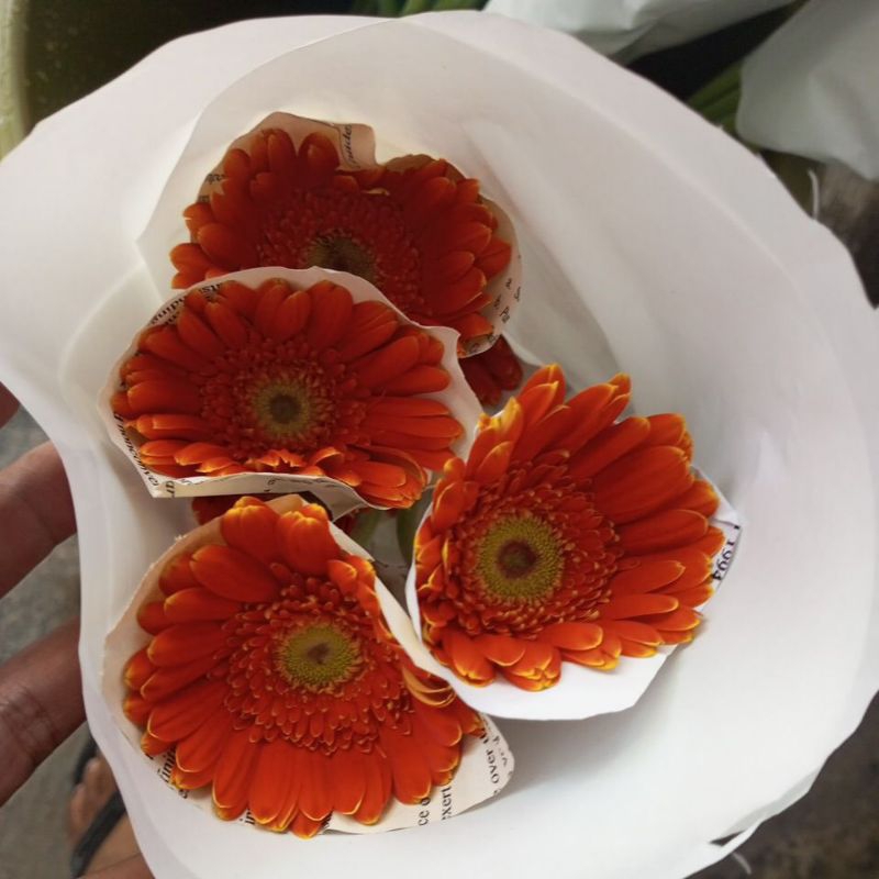 Bunga potong gerbera atau helbra