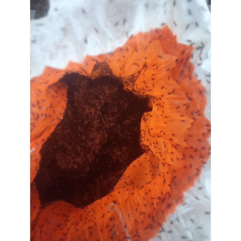 telur jangkrik alam cliring murni