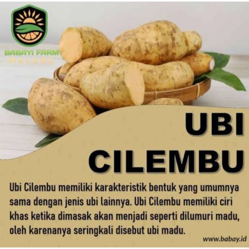 

UBI CILEMBU mentah / ubi manis / ubi diet