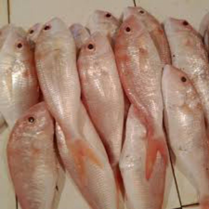 

Ikan Trisi Ikan Kurisi Ikan Laut Segar