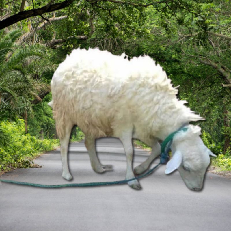 Domba Hidup Untuk Aqiqah