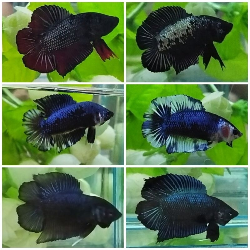 CUP4NG PLAKAT DOUBL3T4IL (PKDT) BLACK SERIES RANDOM